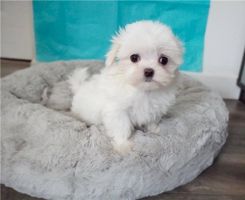 Maltes cachorros miniatura de 2 meses color blanco en venta
