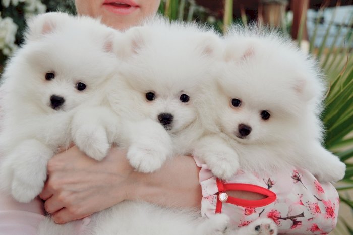 Cachorros de pomerania miniatura cara de oso blancos disponibles para comprar