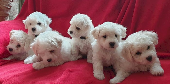 Perritos Bichon Frise Bebes Para La Venta Logan Colorado Venta De Perros