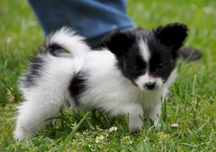 Papillon Perro En Venta Bayamon Puerto Rico Perros En Adopcion