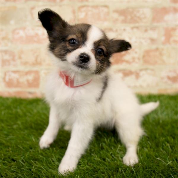 Papillon Perro En Venta Bayamon Puerto Rico Perros En Adopcion