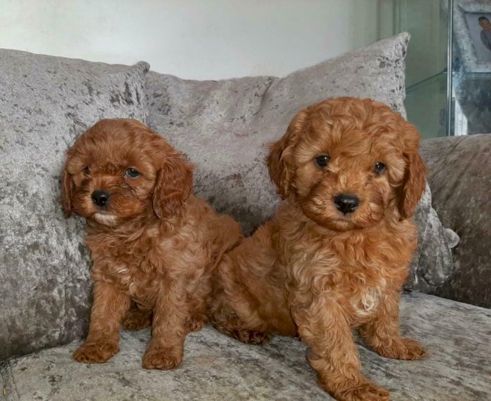 Caniche Cachorro Bebes Machos Y Hembras Para La Venta Mayaguez Puerto Rico Venta De Perros