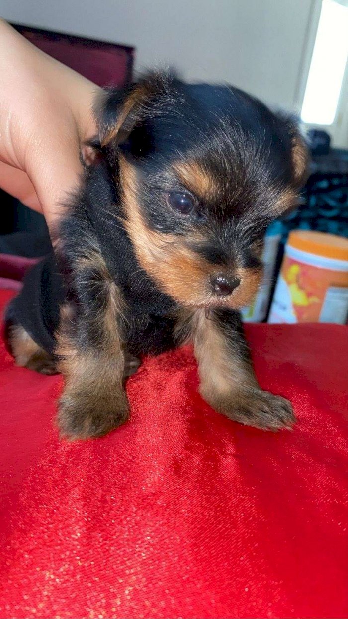 Yorkshire Terrier Bebe Hembra Disponible Para Comprar South Gate California Venta De Perros