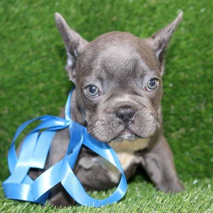 Cachorros de bulldog frances orejas caidas en adopcion