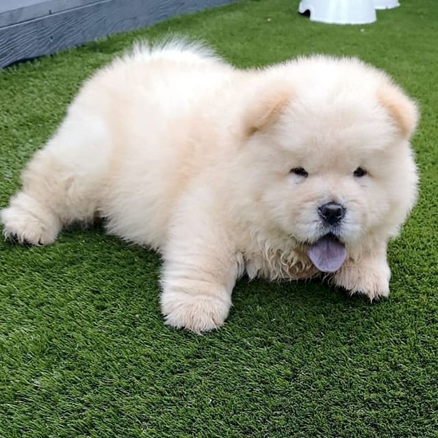 Hermosos Cachorros De Chow Chow Blanco A La Venta Washington D C Washington Dc Venta De Perros