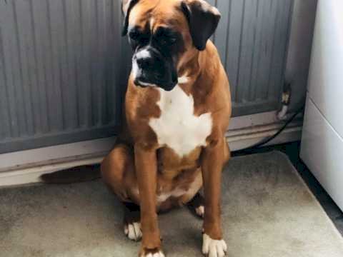 Boxer perro cafe grande macho de raza en venta