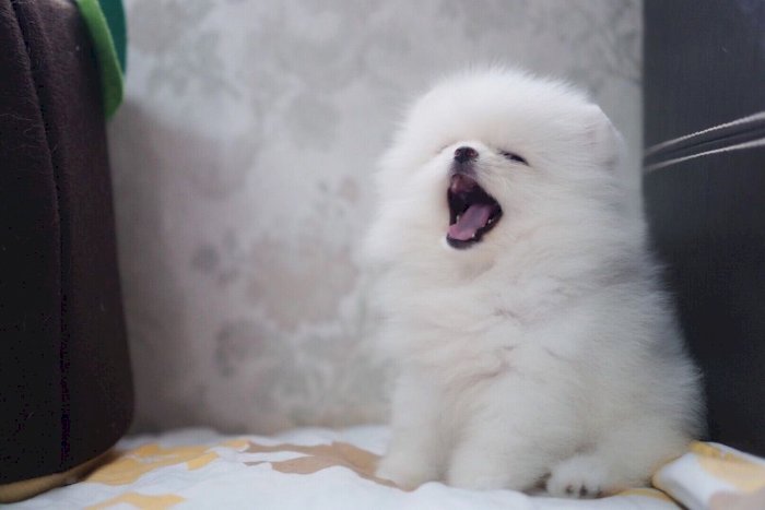 Perrito Pomerania Bebe Cara De Oso Color Blanco Para Comprar Bayamon Puerto Rico Venta De Perros