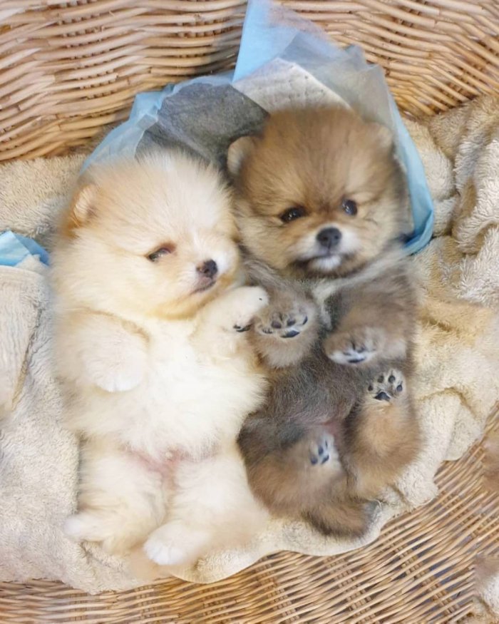 Cachorros Pomerania Mini Toy Machos Blanco Y Marron Para Adopcion Carolina Puerto Rico Perros En Adopcion