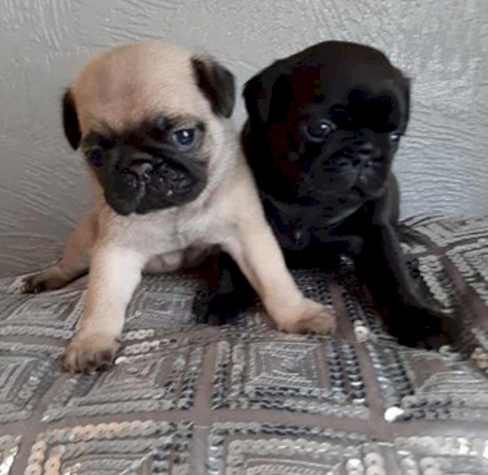 Adopcion De Cachorros Pug De 3 Meses Blanco Y Negro Han Sido Bien Cuidados El Paso Texas Perros En Adopcion