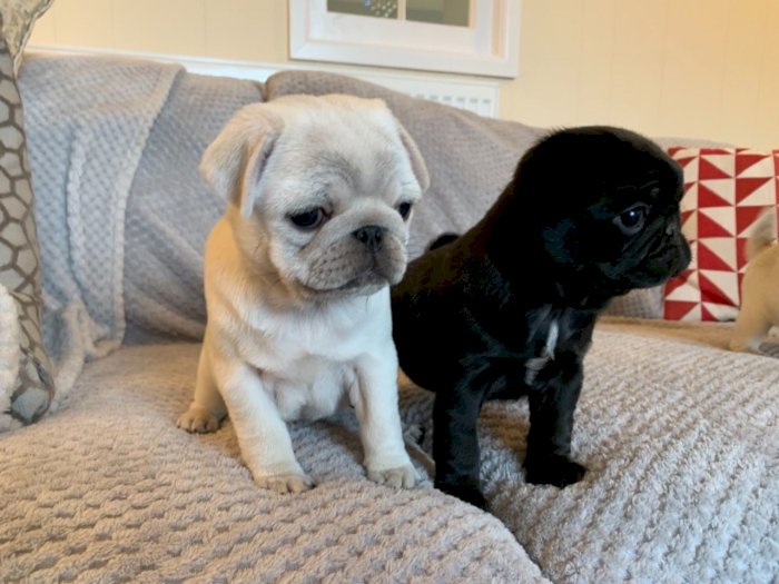 Hermosos Cachorros Pug Albino Y Negro A Bajo Costo De Venta Bayamon Puerto Rico Venta De Perros