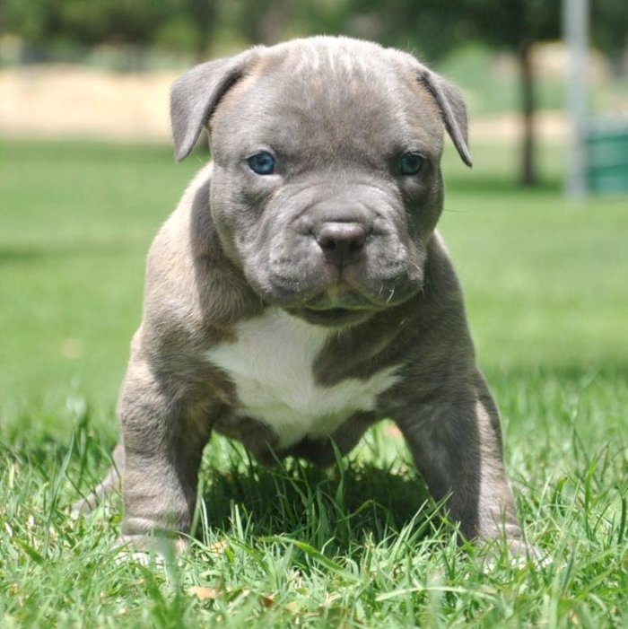 Perro Cachorro Pitbull Americano Blue En Venta Bayamon Puerto Rico Venta De Perros