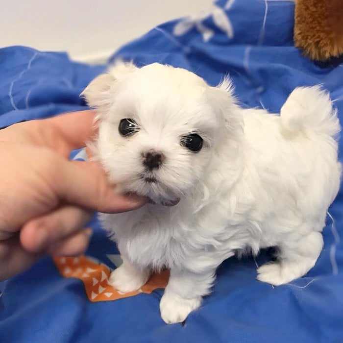 Bichon Maltes French Bebe Listo Para Adopcion Gratis New London Connecticut Perros En Adopcion