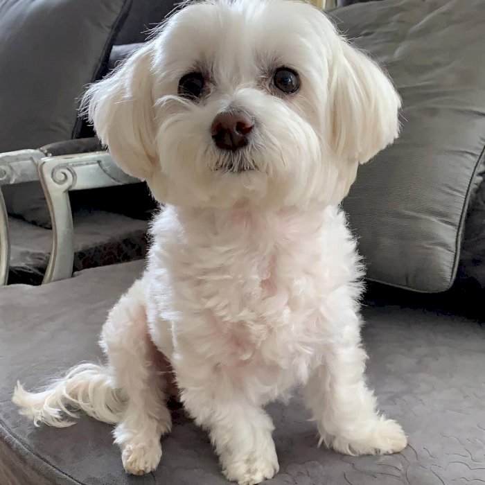 Cachorro maltes de un año color blanco disponible en adopcion