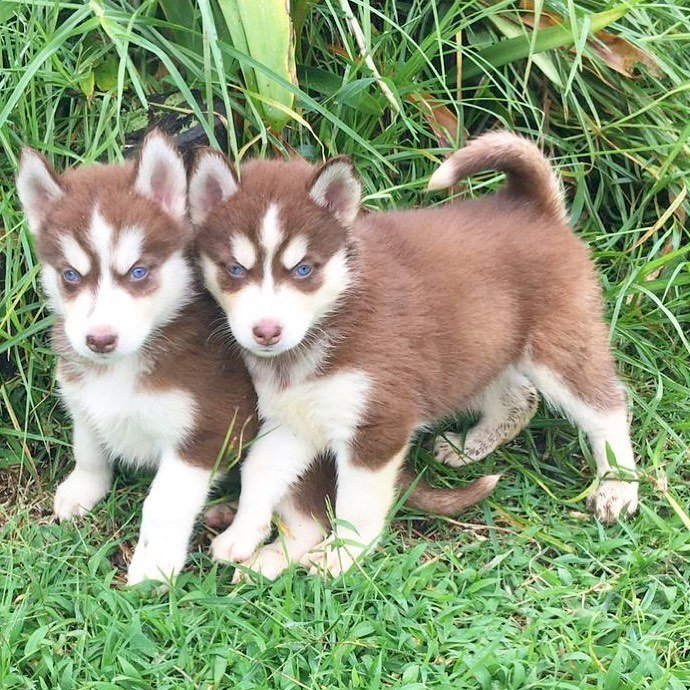 Perros Husky Siberianos Bebes A La Venta Anchorage Alaska Venta De Perros