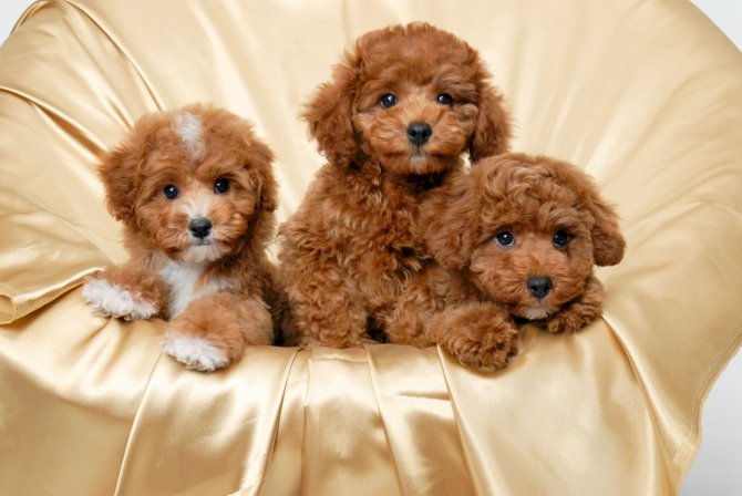 Venta De Perros Caniches Bebes Cafe Poodle Dallas Texas Venta De Perros