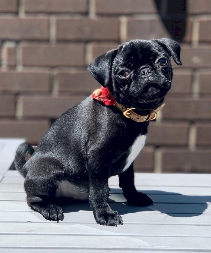 Pug Cachorros Color Negro Bien Cuidados Listos Para La Venta Detroit Michigan Venta De Perros