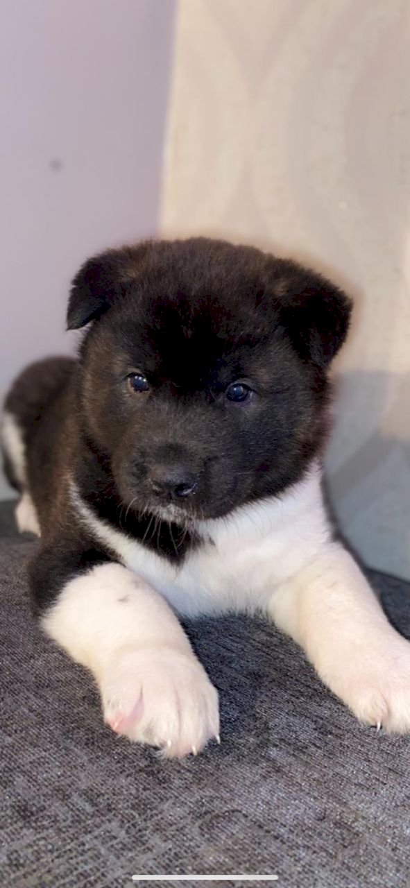 Perrito Bebe Akita Americano Hembra Blanco Y Negro Para La Venta Dover Nj New Jersey Venta De Perros