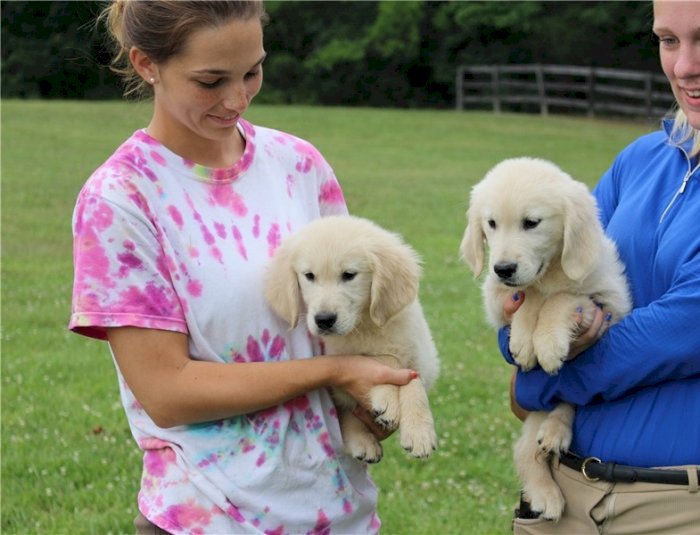 Cachorros De Golden Retriever Bebe De 2 Meses En Adopcion Phoenix Arizona Perros En Adopcion