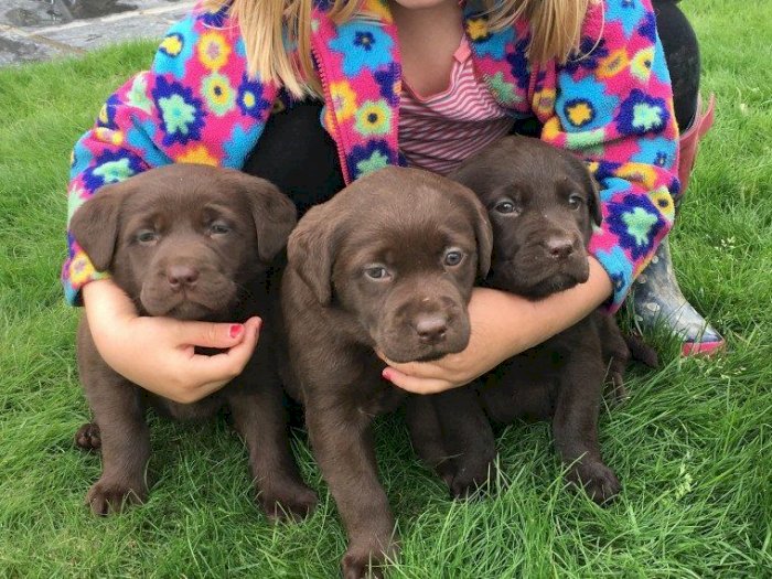 Cachorros Labrador Retriever Bebe Chocolate En Buen Precio Caguas Puerto Rico Venta De Perros