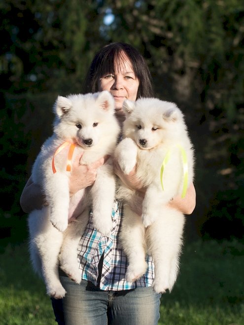Samoyedo cachorros macho y hembra blanco en venta