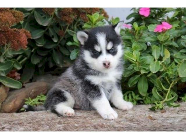 Venta De Perros Husky Siberiano Bebe Machos Y Hembras De 1 Mes Irving Texas Venta De Perros