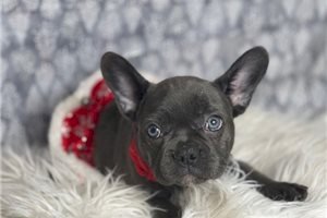 Bulldog Frances Bebe Azul En Venta Al Mejor Precio Carolina Puerto Rico Venta De Perros