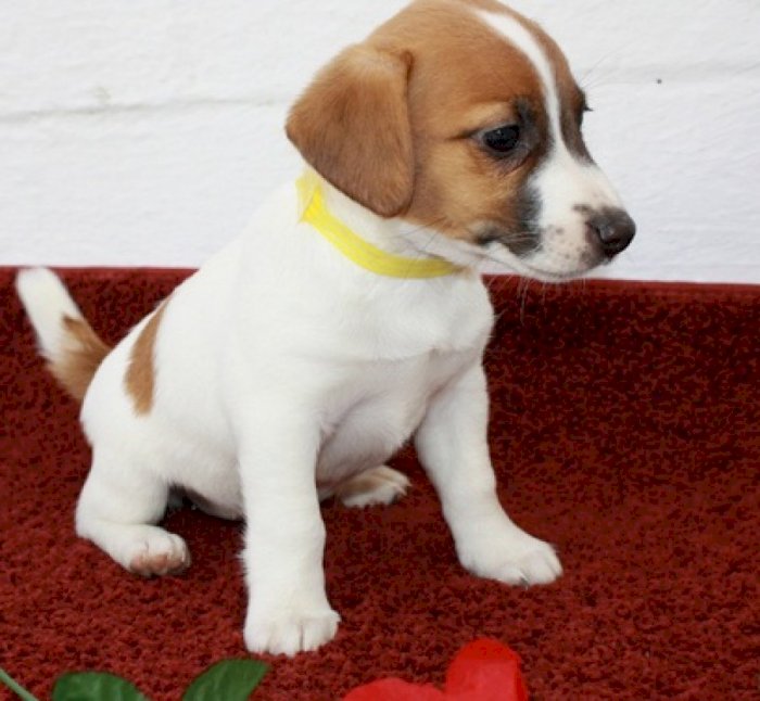 Jack Russell Terrier Bebe Blanco En Adopcion San Juan Puerto Rico Perros En Adopcion