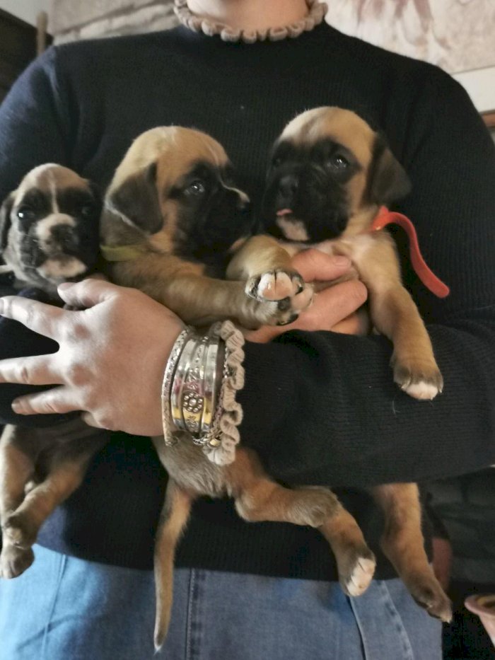 Perritos Boxer Bebes En Venta Bloomington California Venta De Perros