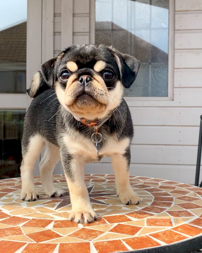 Pug Bebe Negro Y Beige A Precio Economico De Venta Detroit Michigan Venta De Perros