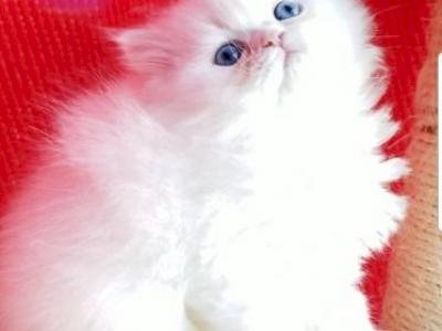 Gato Ojos Azules Blanco Macho Persa En Venta Stockton California Gatos En Venta