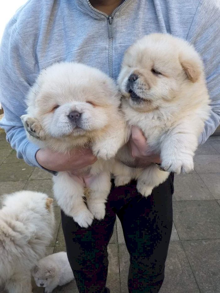 Bebes De Chow Chow Panda Colo Blanco Crema Disponibles Para Comprar Bloomington California Venta De Perros