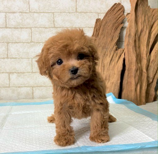 Perrito Teacup Poodle Bebe Color Cafe En Venta Fontana California Venta De Perros