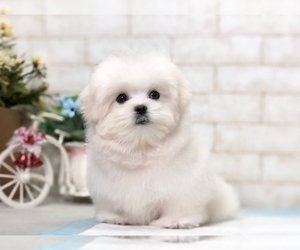 Perro Maltes Blanco Bebe En Venta Al Mejor Precio Riverside County California Venta De Perros