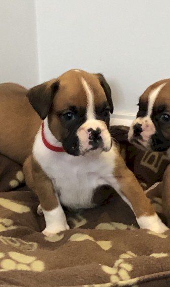 Lindos Bebes Boxer Americano Cafe A Un Precio De Venta Asequible Honolulu Hawaii Venta De Perros