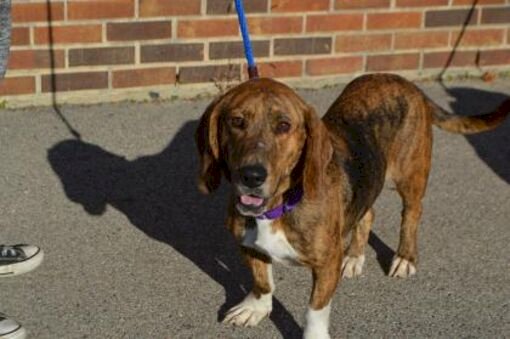 Perro Mezcla De Basset Hound Joven En Adopcion Elgin Ilinois Perros En Adopcion