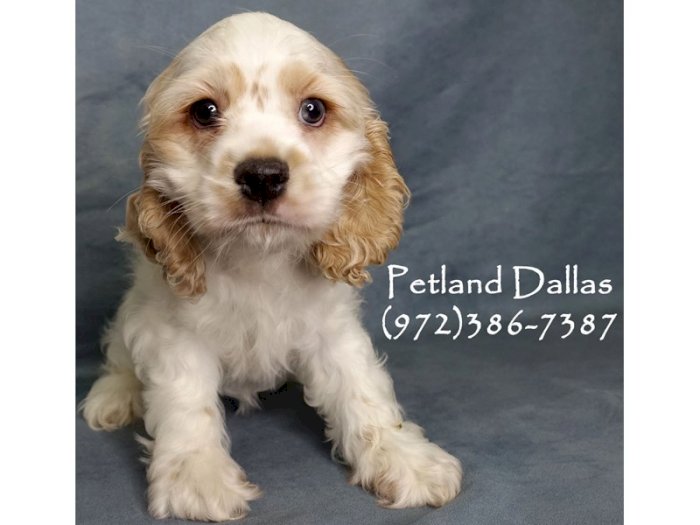 Cachorro Cocker Spaniel Hembra Blanco En Venta Laredo Texas Venta De Perros