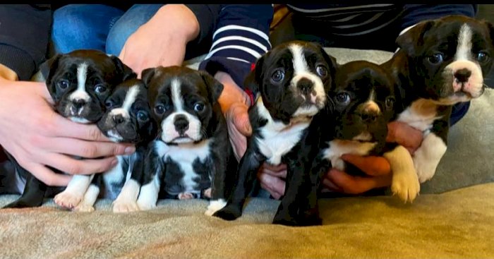 Macho y hembra cachorros de boston terrier frances a la venta