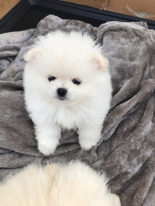 Pomerania Blanco Bebe De Raza Para La Venta En Buen Precio Irving Texas Venta De Perros