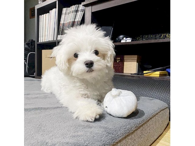Maltes cachorro macho de 3 meses color blanco a precio economico de venta