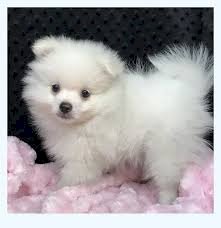 Pomerania perro blanco en venta a buen precio