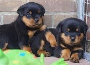 Rottweiler Puppies Americano en venta a precio barato