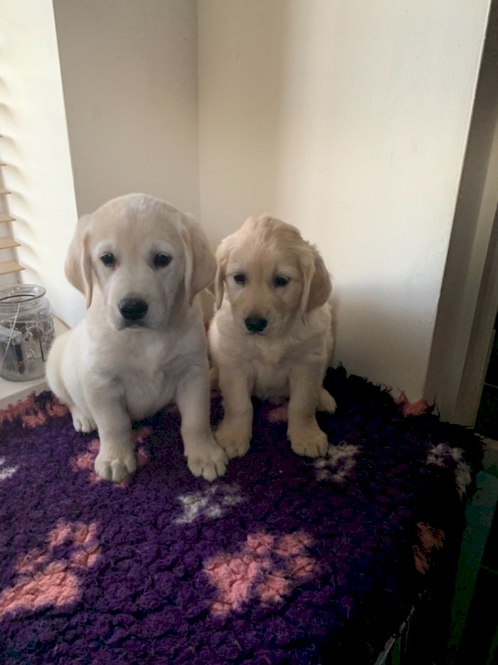 Perritos Golden Retriever Bebes Color Dorado A Buen Precio De Venta Saint Paul Minnesota Venta De Perros