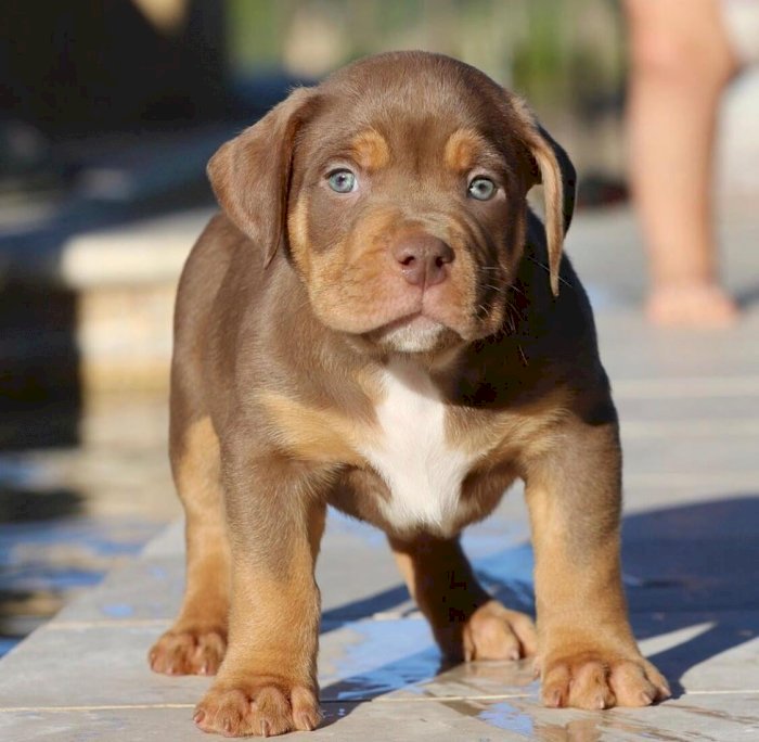 Pitbull Bully Bebes De 3 Meses Pelo Cafe Y Ojos Azules Abuen Precio De Venta Fort Lauderdale Florida Guarderia De Perros Cuidadores Mascotas