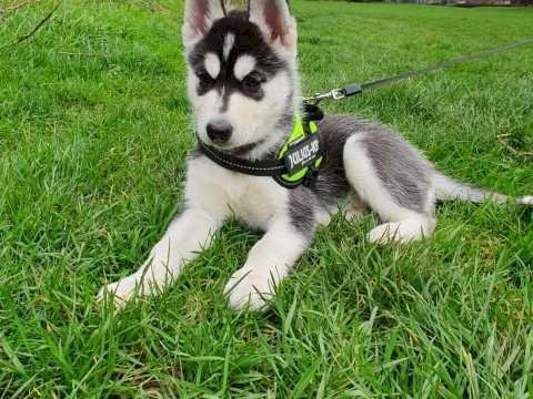 Perros Husky Siberiano Albino Para Comprar A Buen Precio Coral Gables Florida Venta De Perros