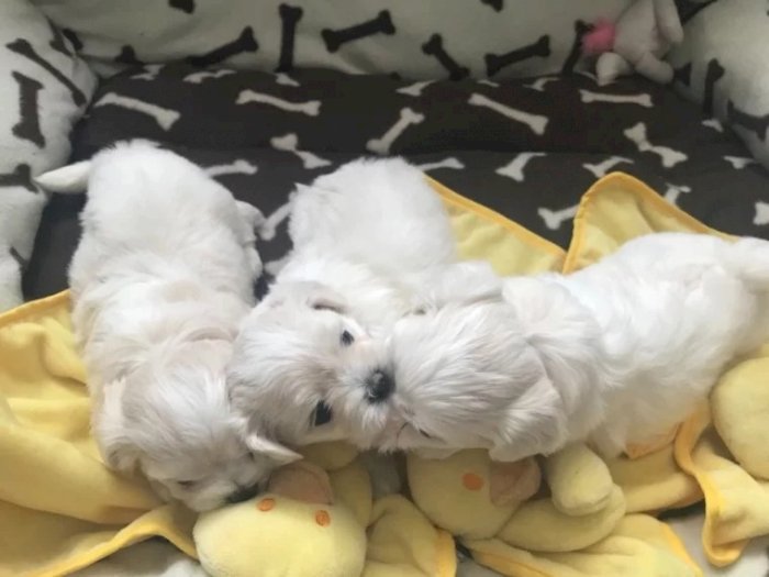 Lindos cachorros maltipoo blancos de 3 meses para la venta