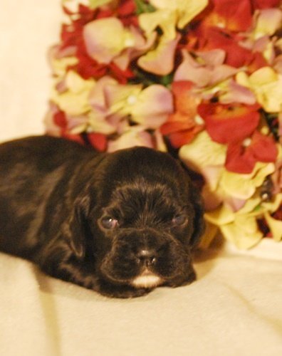 Cachorro Cocker Spaniel Macho Recien Nacido En Adopcion Garland Texas Perros En Adopcion