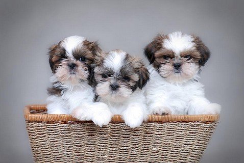 Cachorros shih tzu miniatura de 3 meses a buen precio de venta