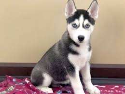 Cachorros raza husky siberiano de 4 meses para la venta