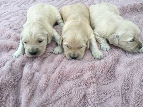 Cachorros golden retriever machos y hembras de 2 meses a la venta