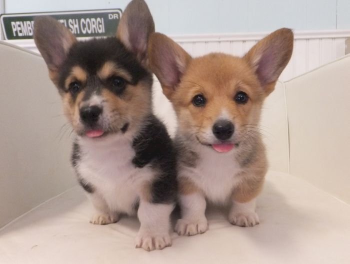 Cachorros Welsh Corgi Gales Blanco Y Negro A Precio Economico De Venta Guayama Puerto Rico Venta De Perros